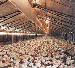 Poultry house where chicken manure is collected. The baghouse retrofit done here helped to increase the filter's durability and make the air around the manure processing cleaner. Poultry house where chicken manure is collected. The baghouse retrofit done here helped to increase the filter's durability and make the air around the manure processing cleaner.